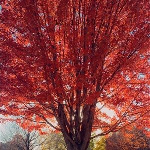 Meet your Posher, Alison